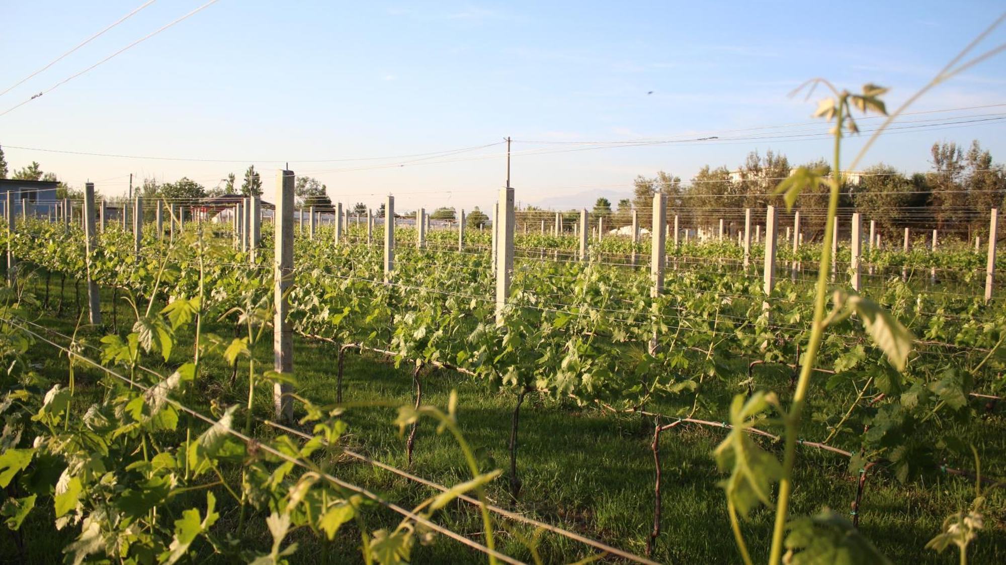 "Per Mik" Cottage In Vineyard شكودر المظهر الخارجي الصورة